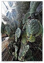 Prickly Pear - NFT
